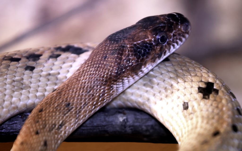 Black-headed Royal Snake